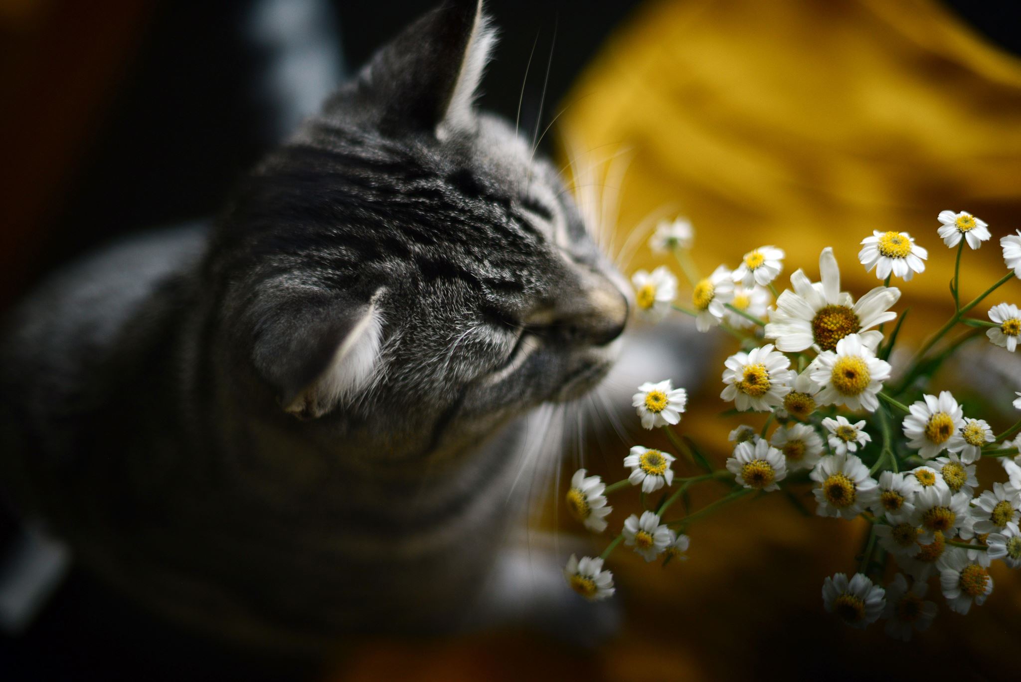 Cat enjoying gentle petting