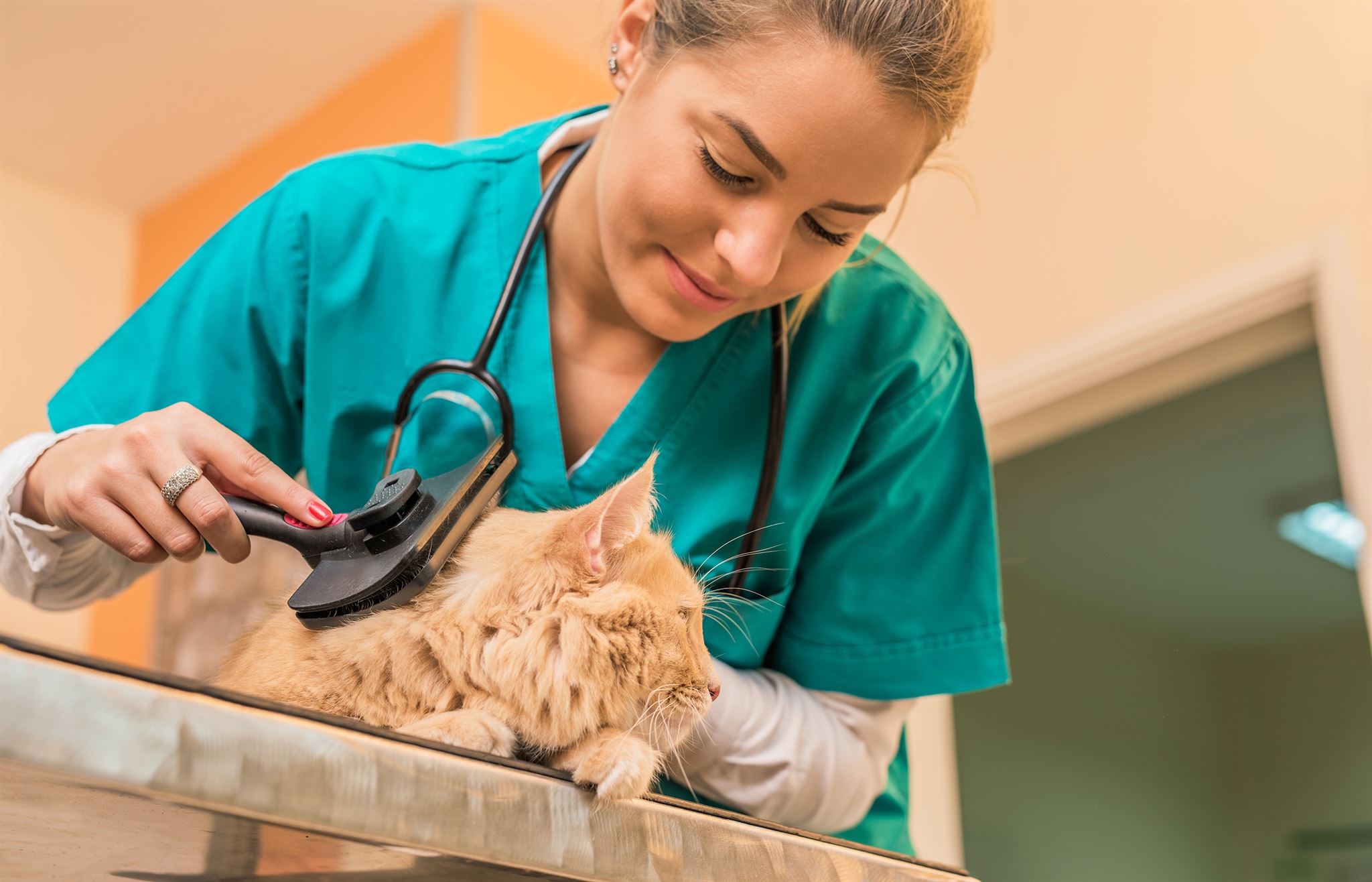 veterinarian checking cat health