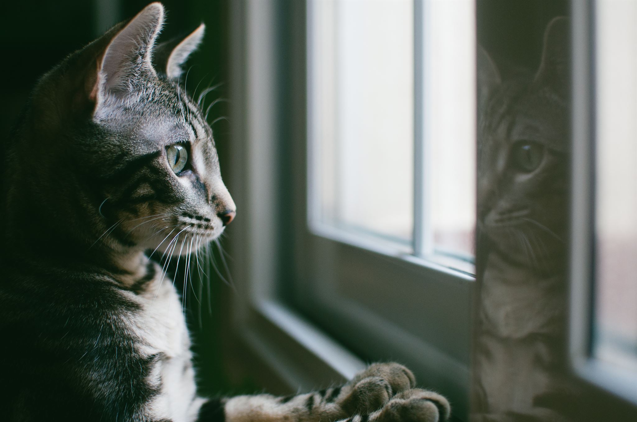 Cat resting in sunlit window