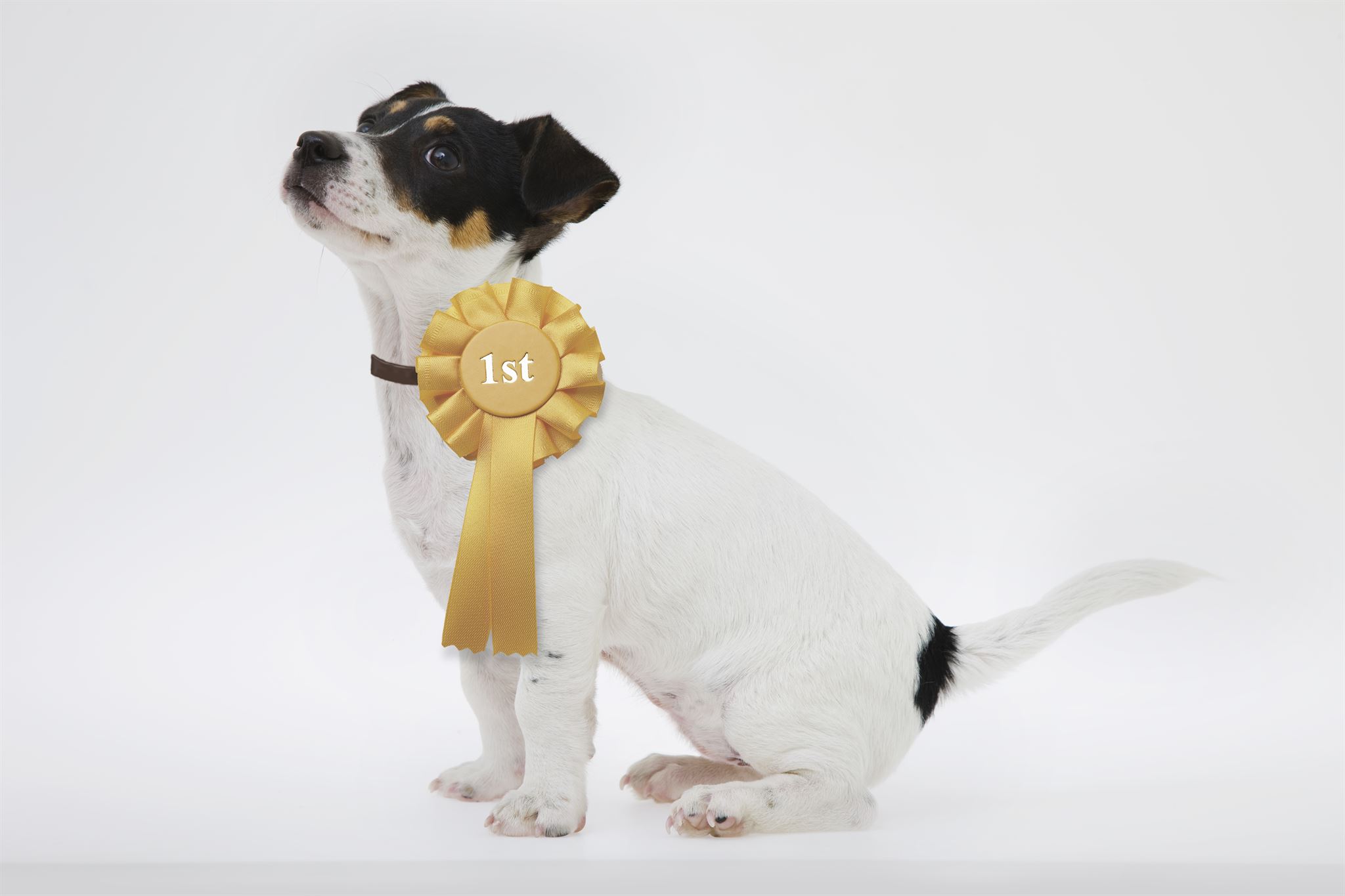 Pet owner giving feedback