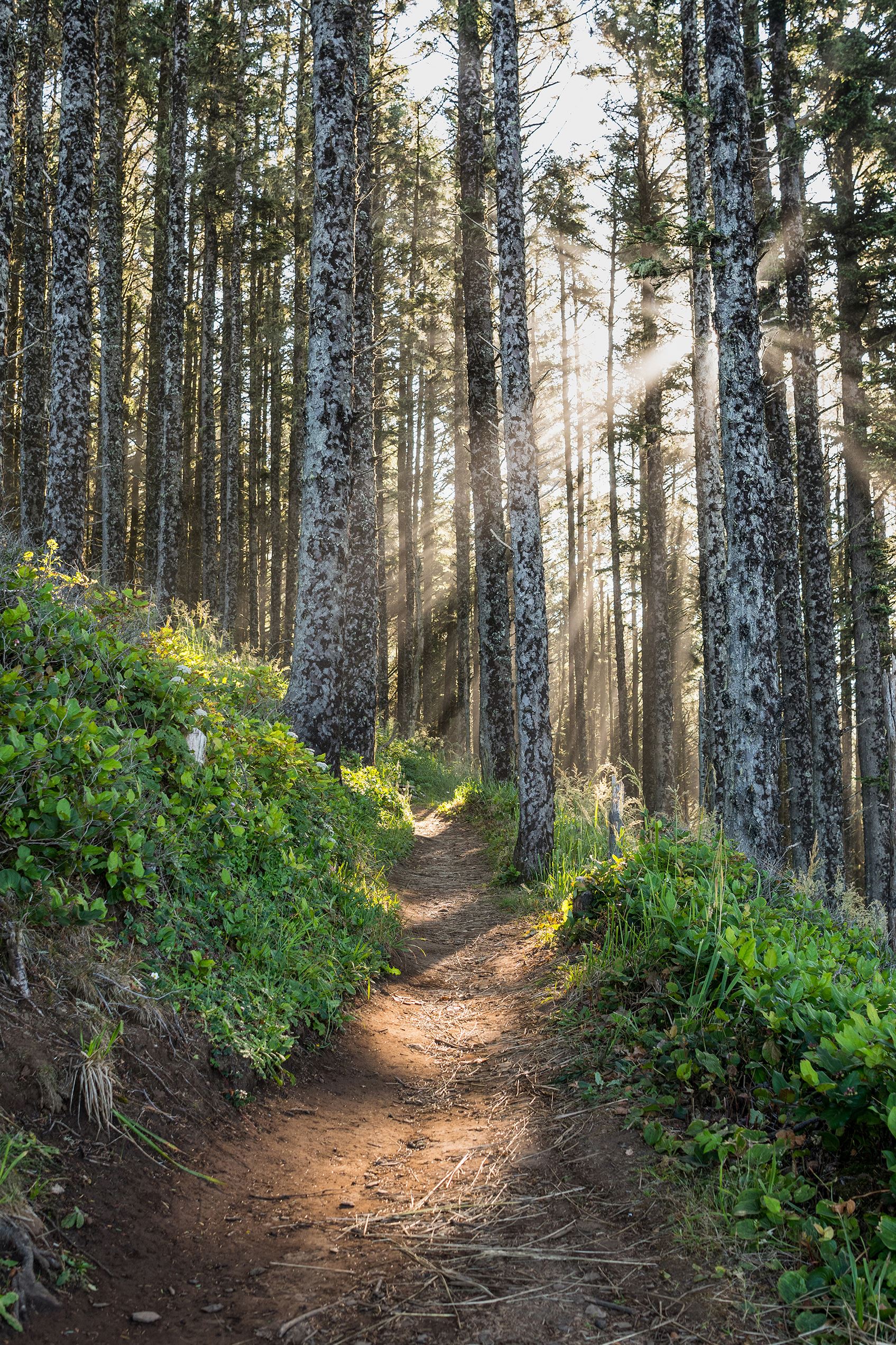 calm forest path