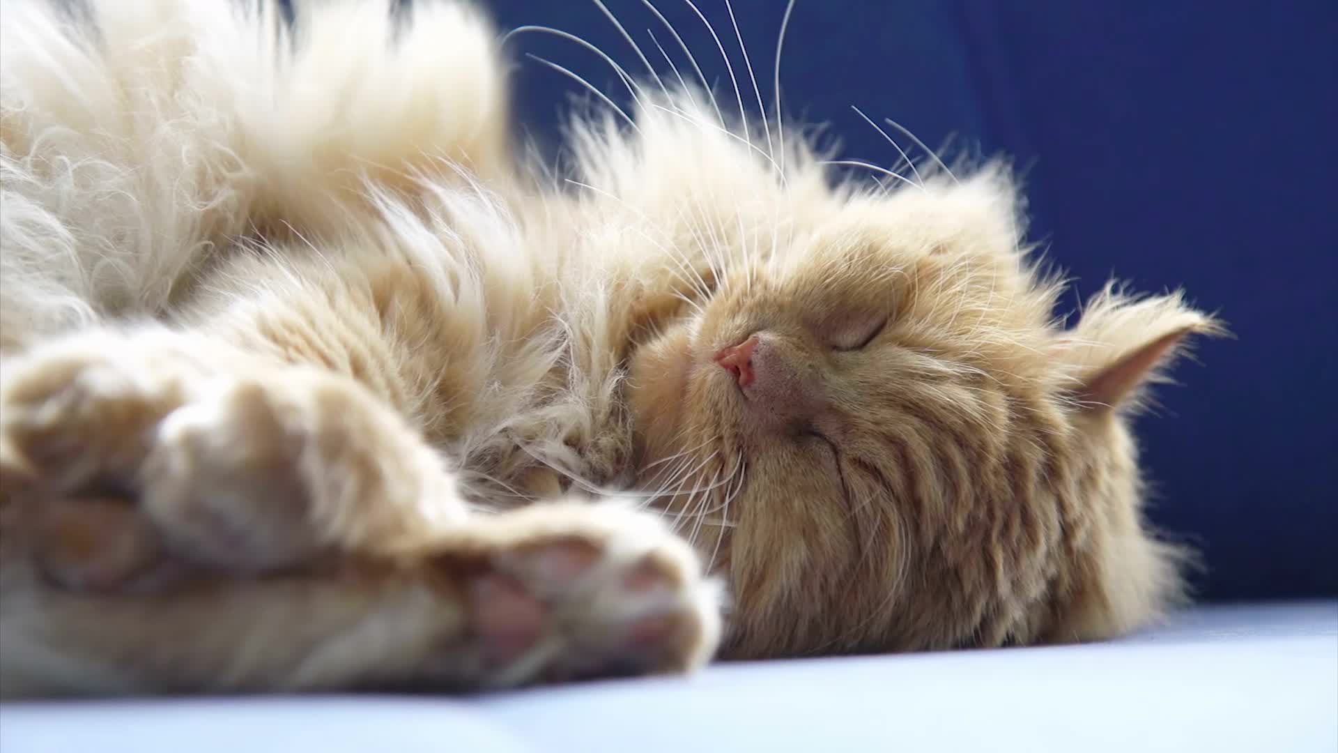 Quiet cozy cat sleeping nook