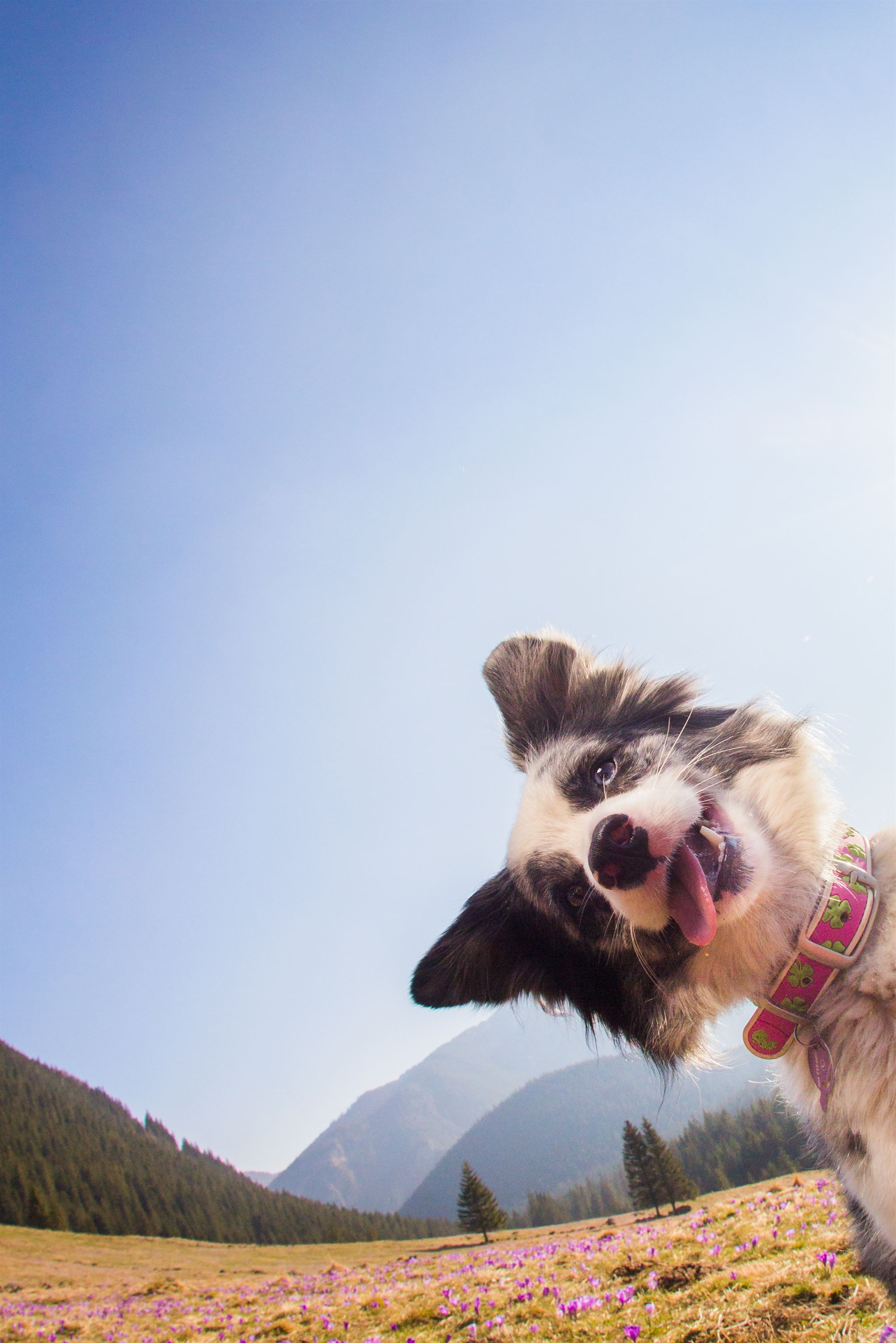 Happy dog wagging tail