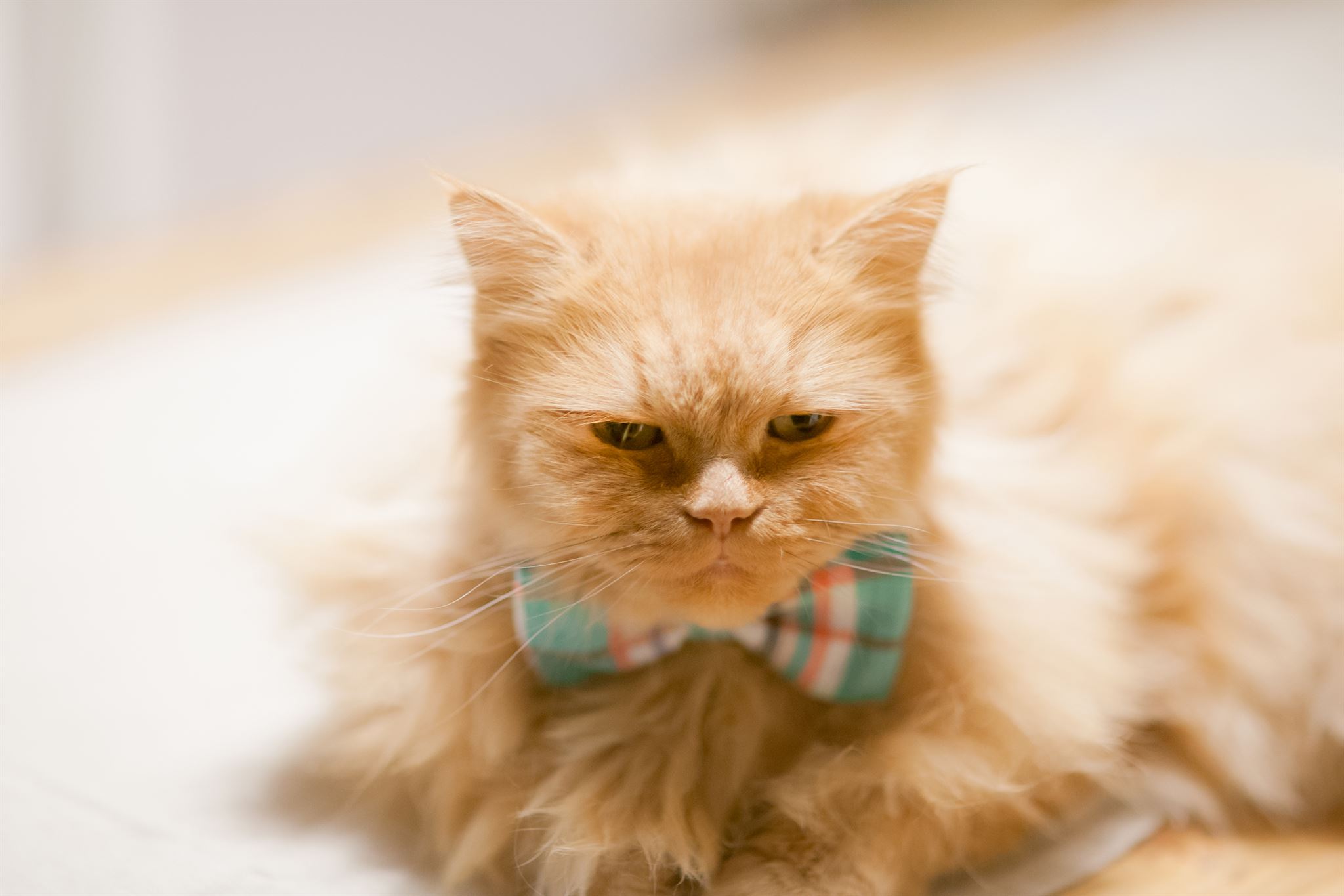 cat resting in comfortable boarding room