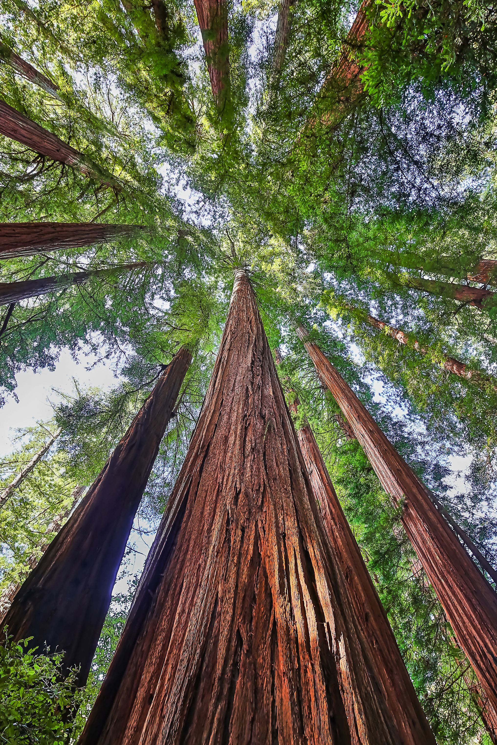 Sequoia tree network