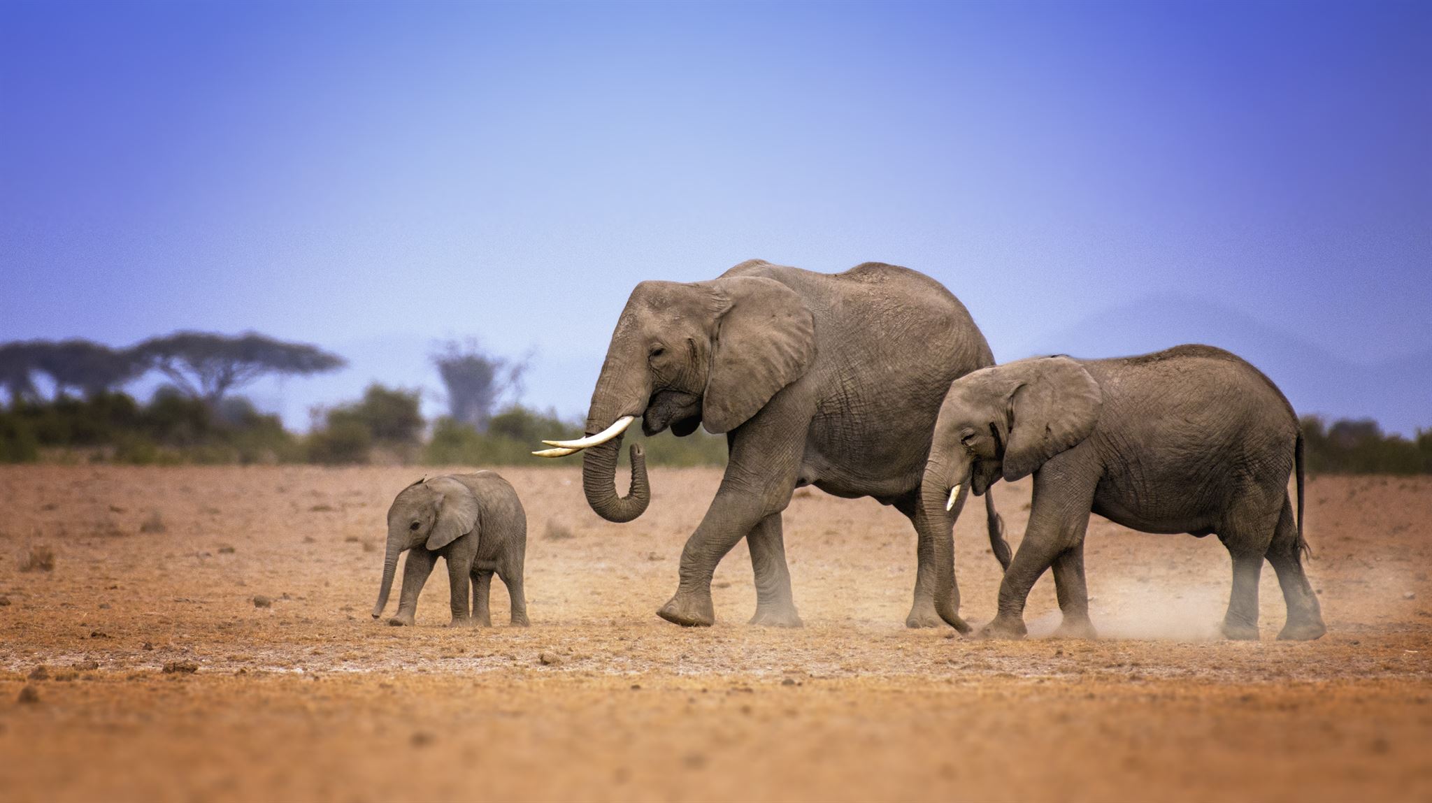 Elephants walking in African plains