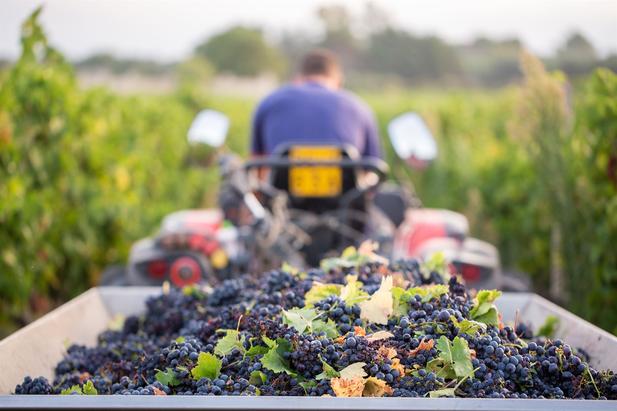 Grapes in vineyard