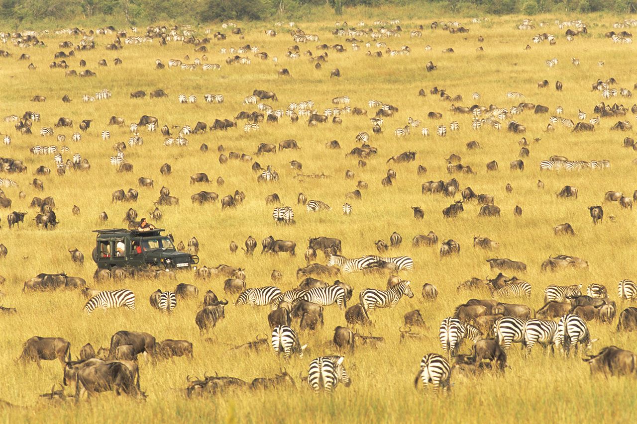 Guided safari tour in African wilderness