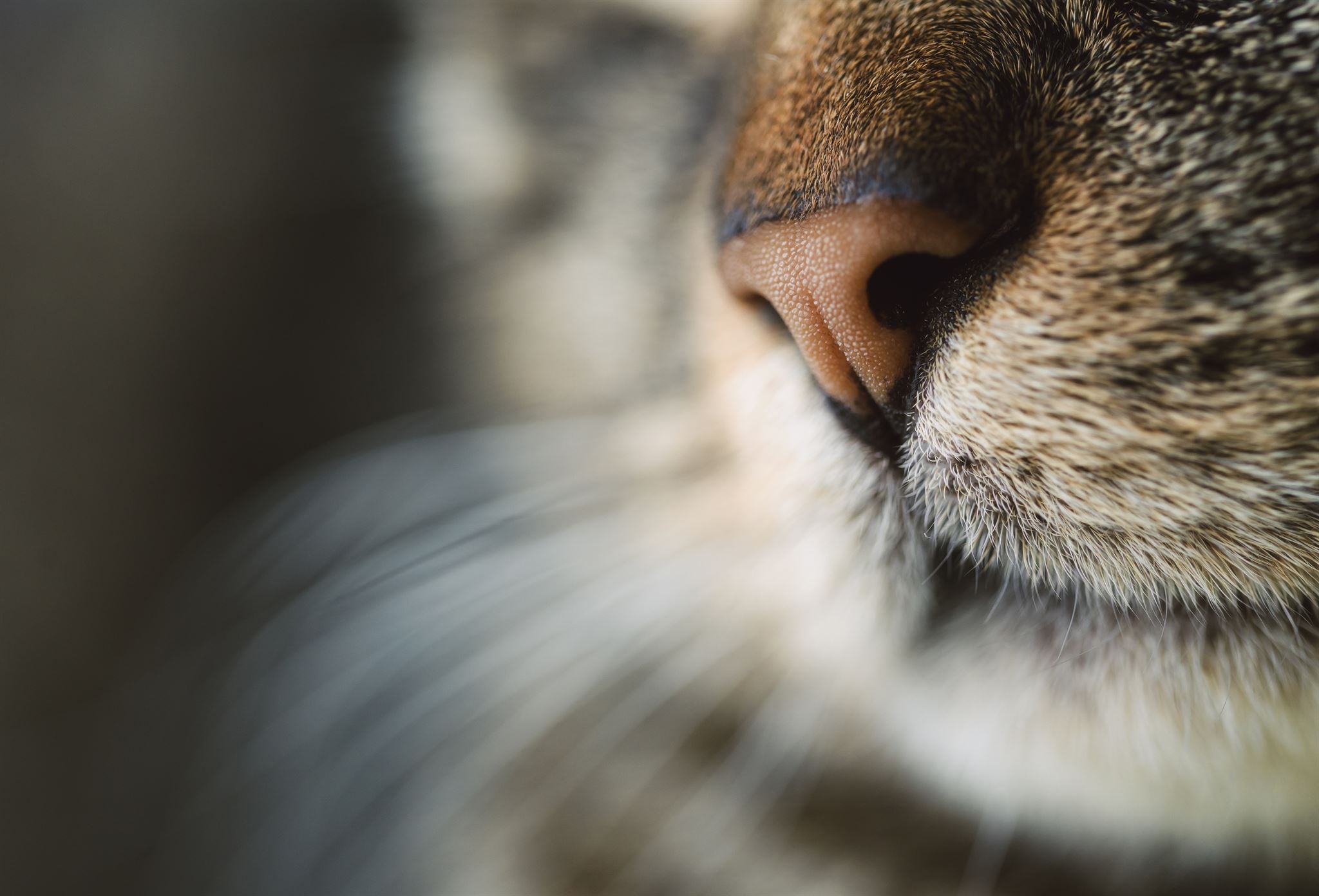 Close-up of a calm cat's face