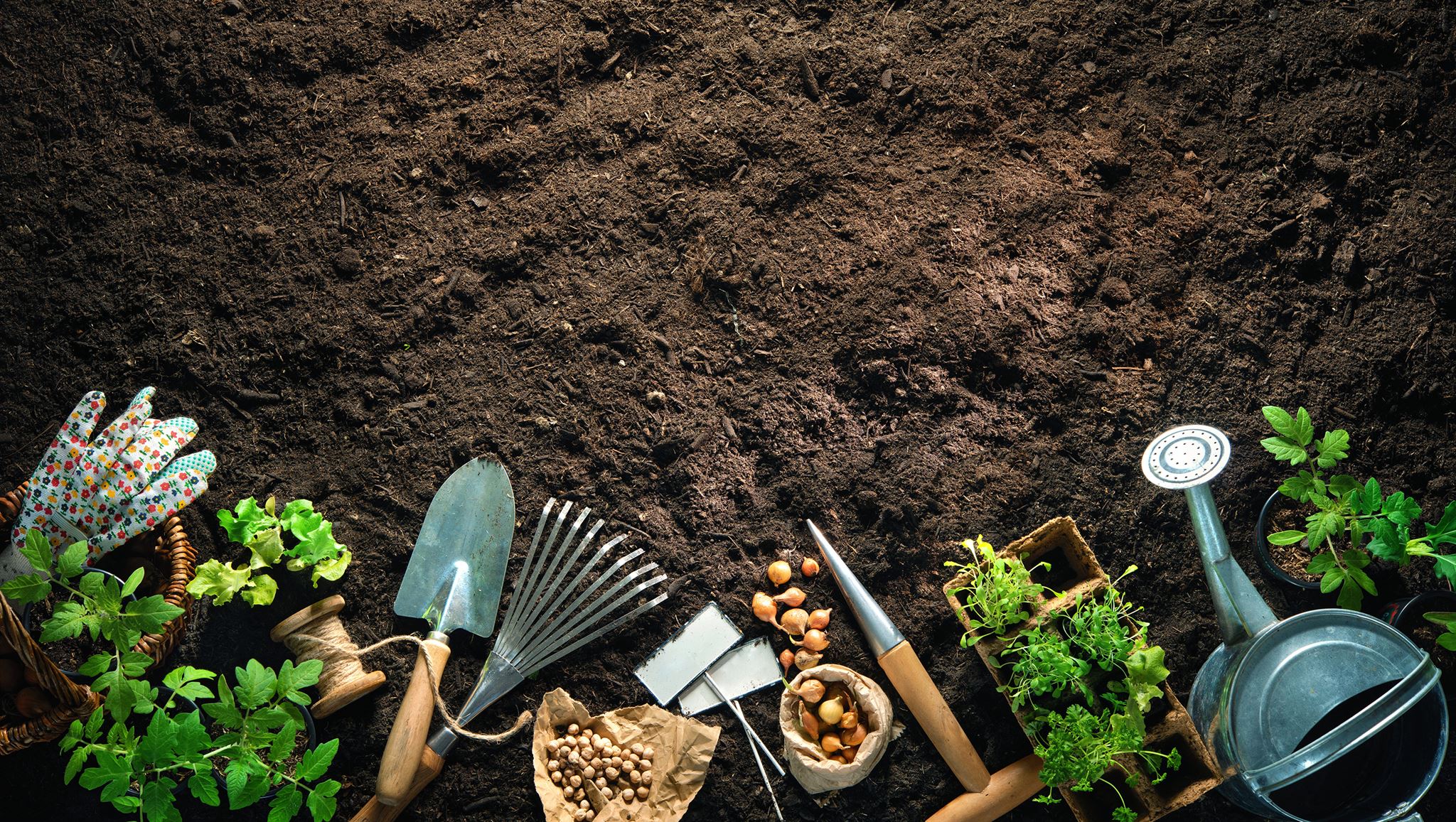 Close-up of farm soil and plants