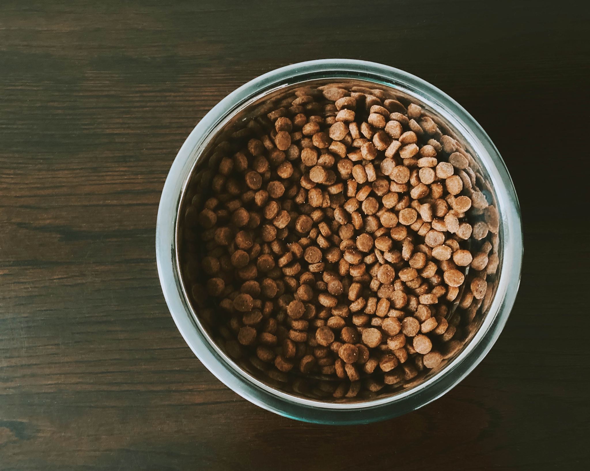 cat eating from bowl