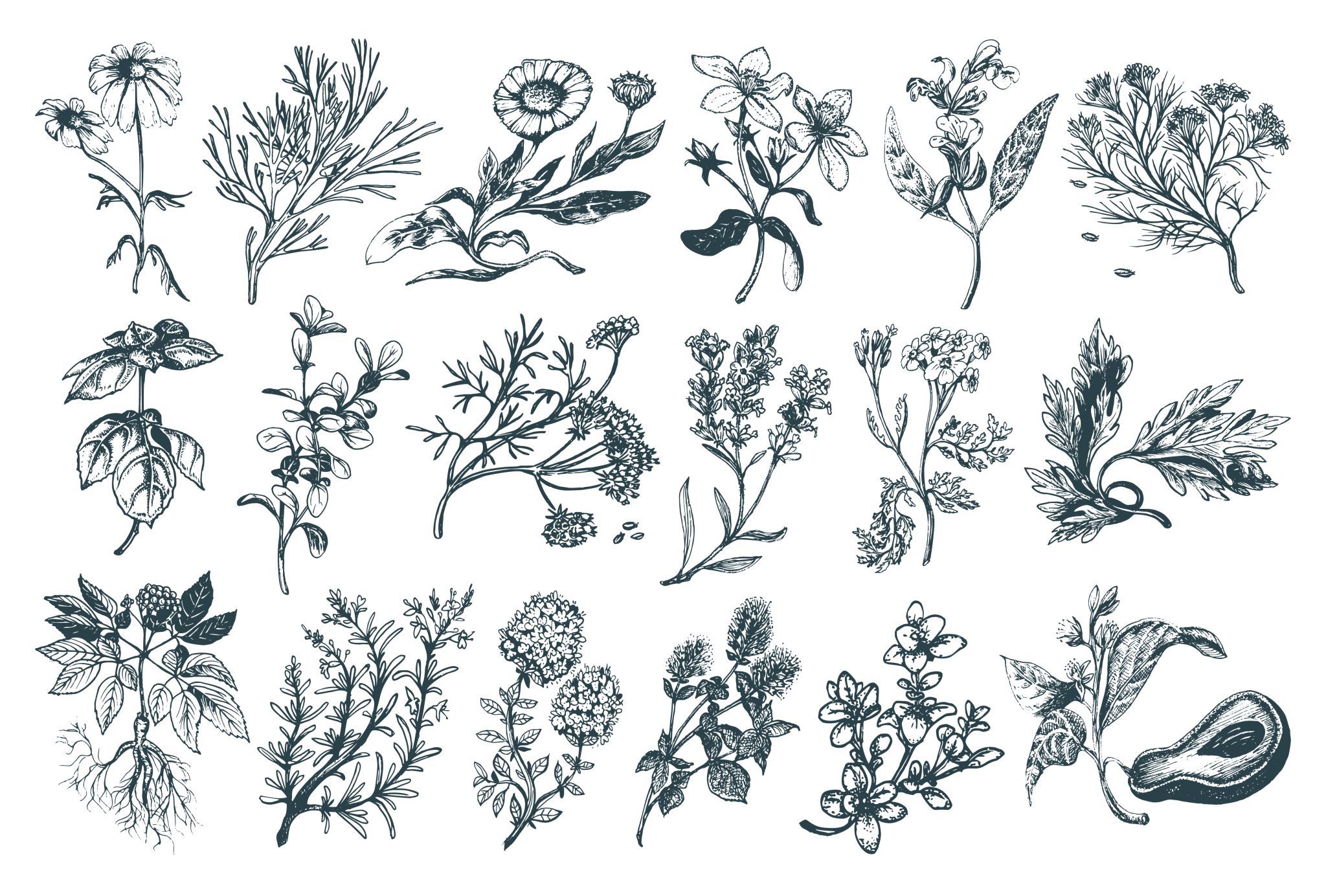 Herbal medicine plants and remedies