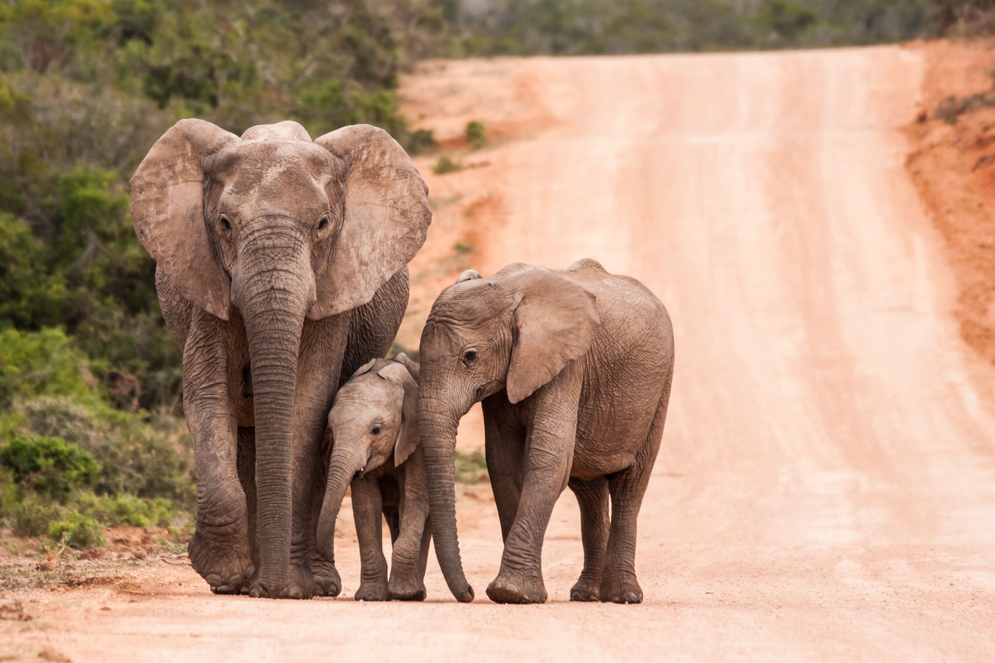 African elephant family walking in the savannah