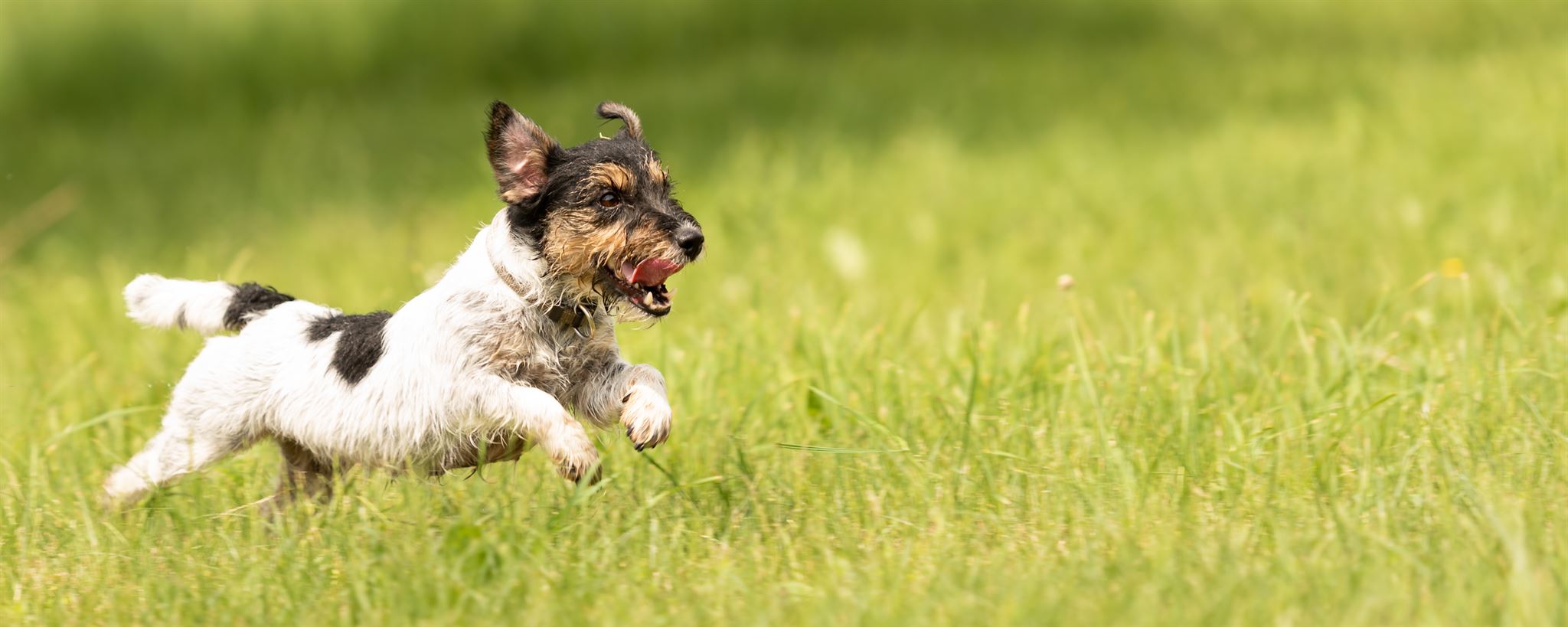 Playful dog enjoying outdoors