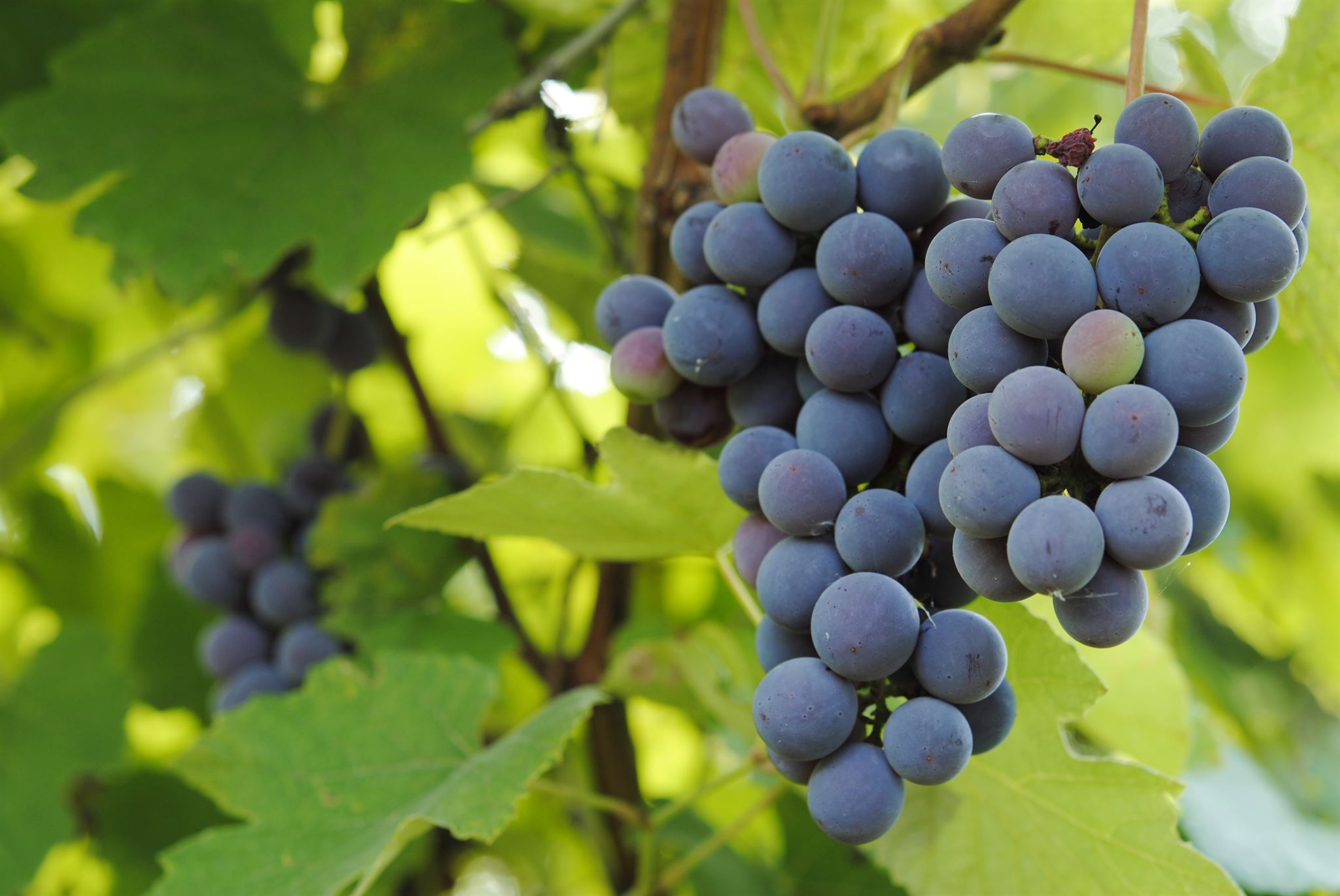 Grapes on a vine