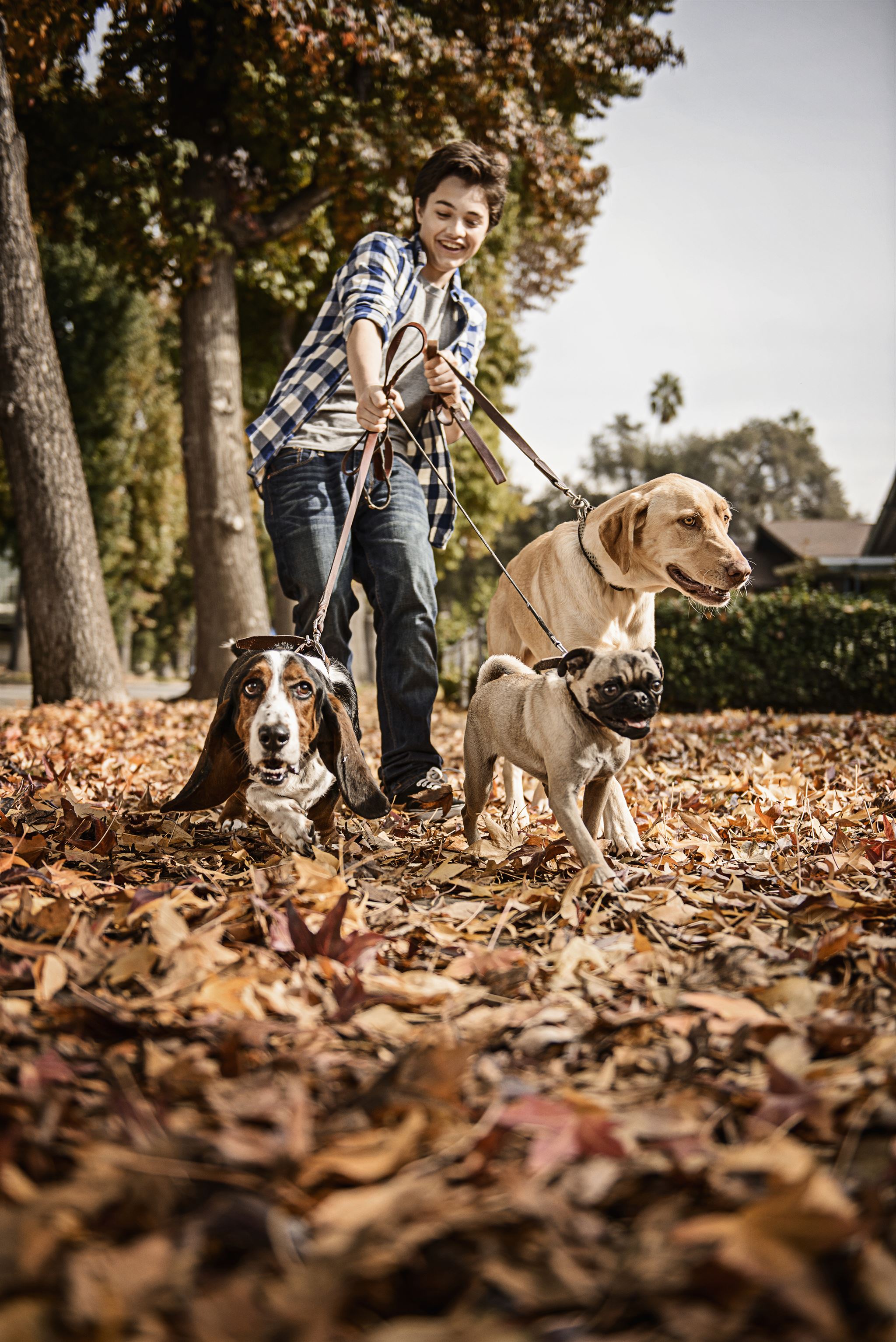 Happy adopted dog with new family