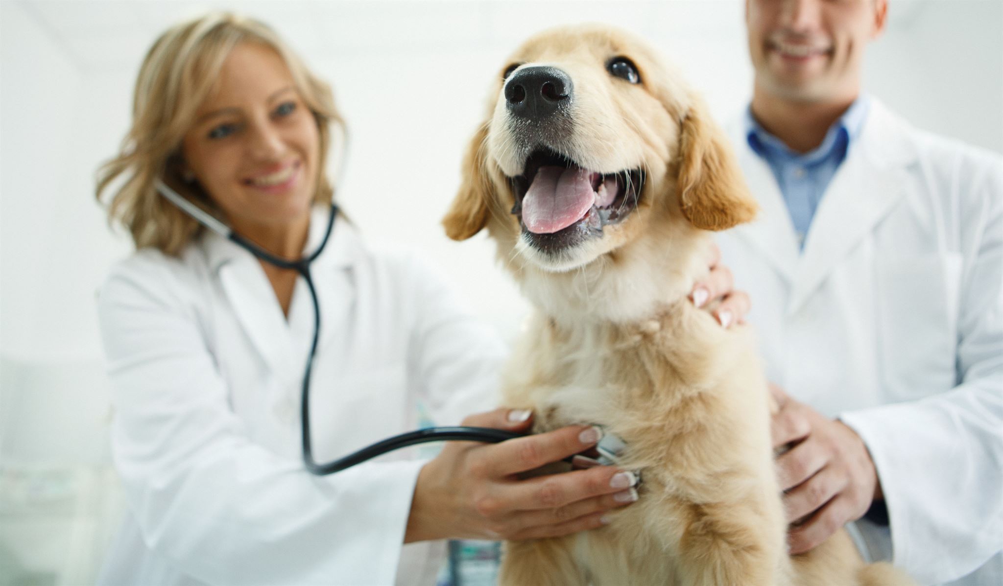 Dog receiving veterinary consultation