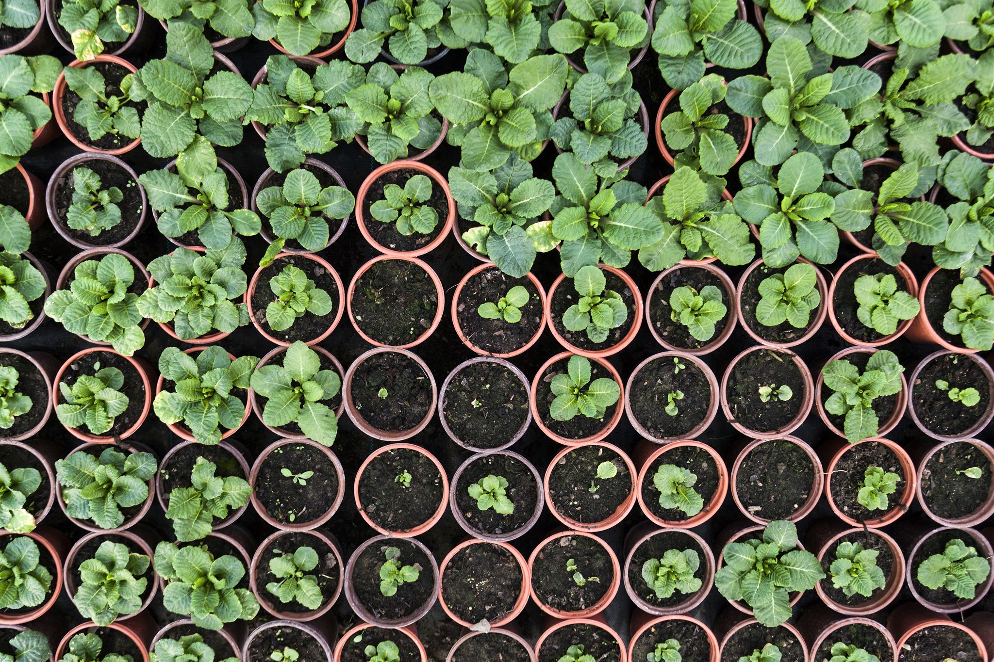 Community Garden Project