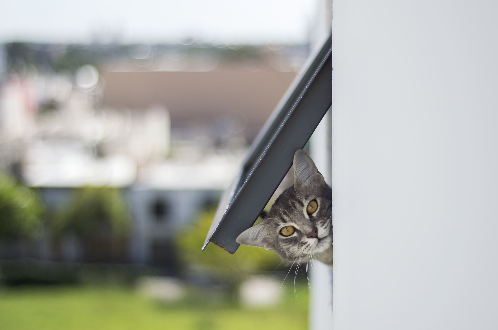 Cat window perch with outdoor view