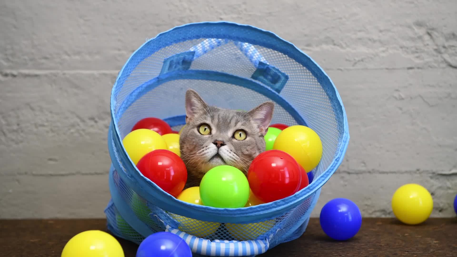 Cat enjoying playtime with toys