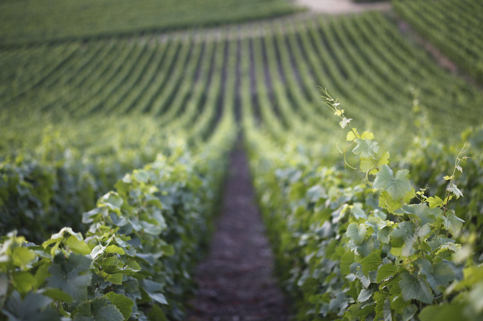 Vineyard landscape