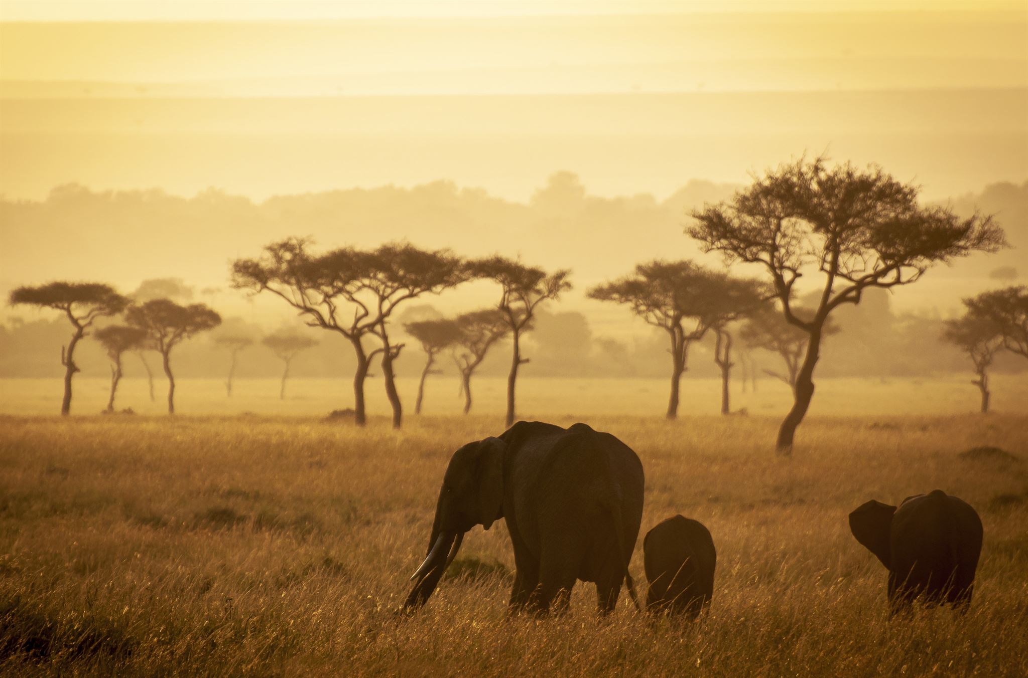 African wildlife in natural habitat